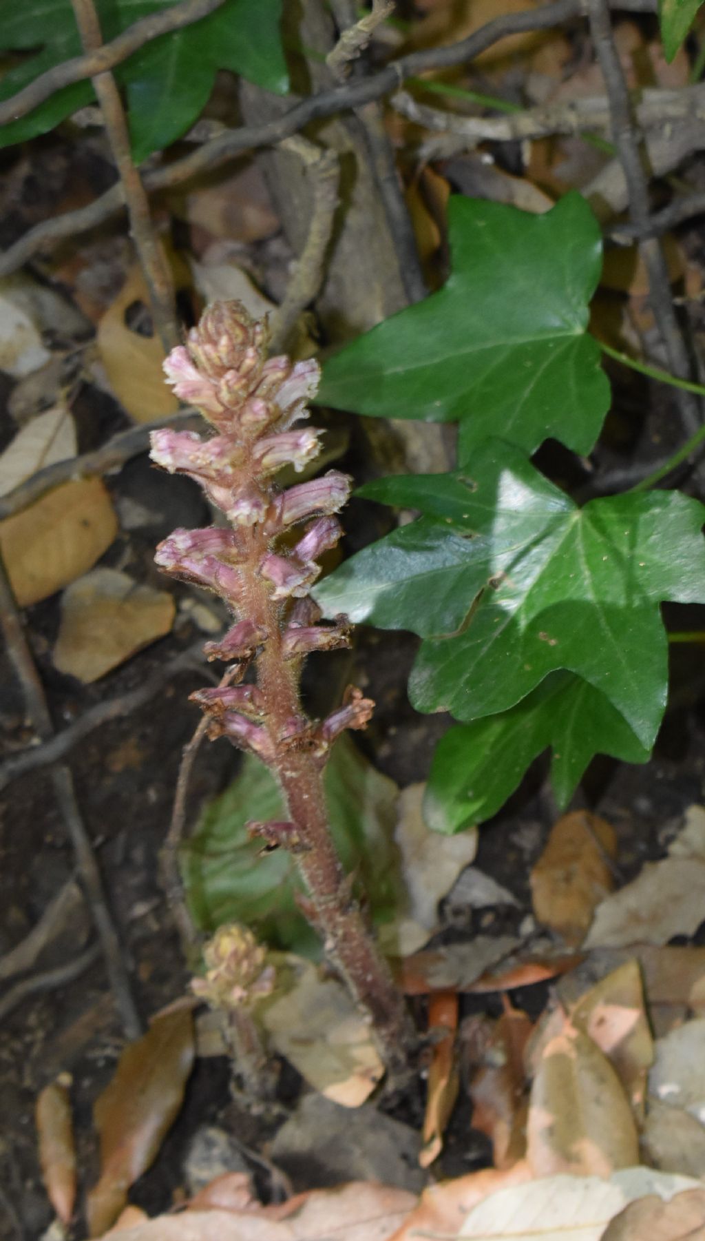 Orobanca:  Orobanche cfr. hederae